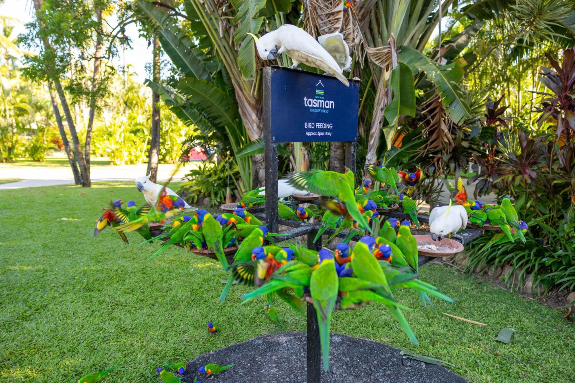 Tasman Holiday Parks - Airlie Beach Exterior foto